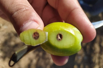 Zeytin kızılkurduna dikkat