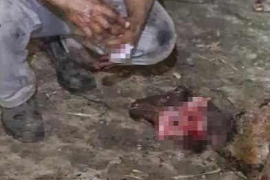 Bursa'da korkunç olay! Koyun ağılında yangın çıktı