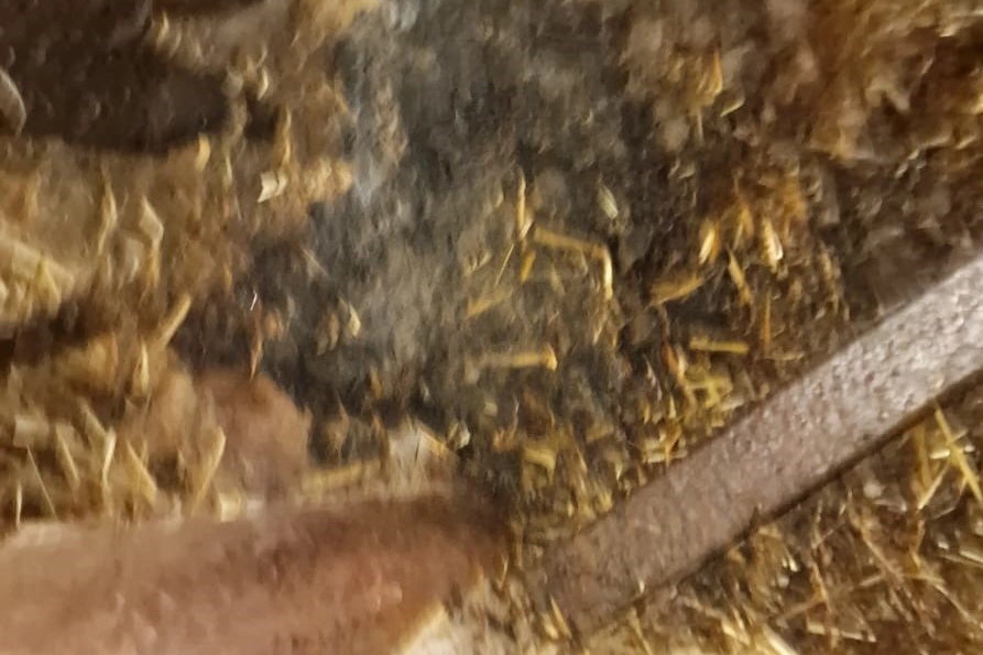 Yangında 44 hayvan telef oldu