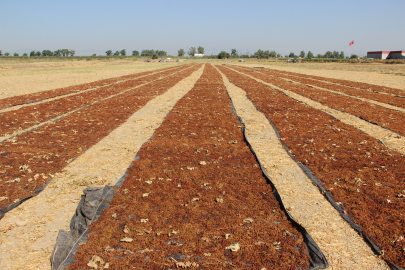 Kuru üzüm alım fiyatlarında artış