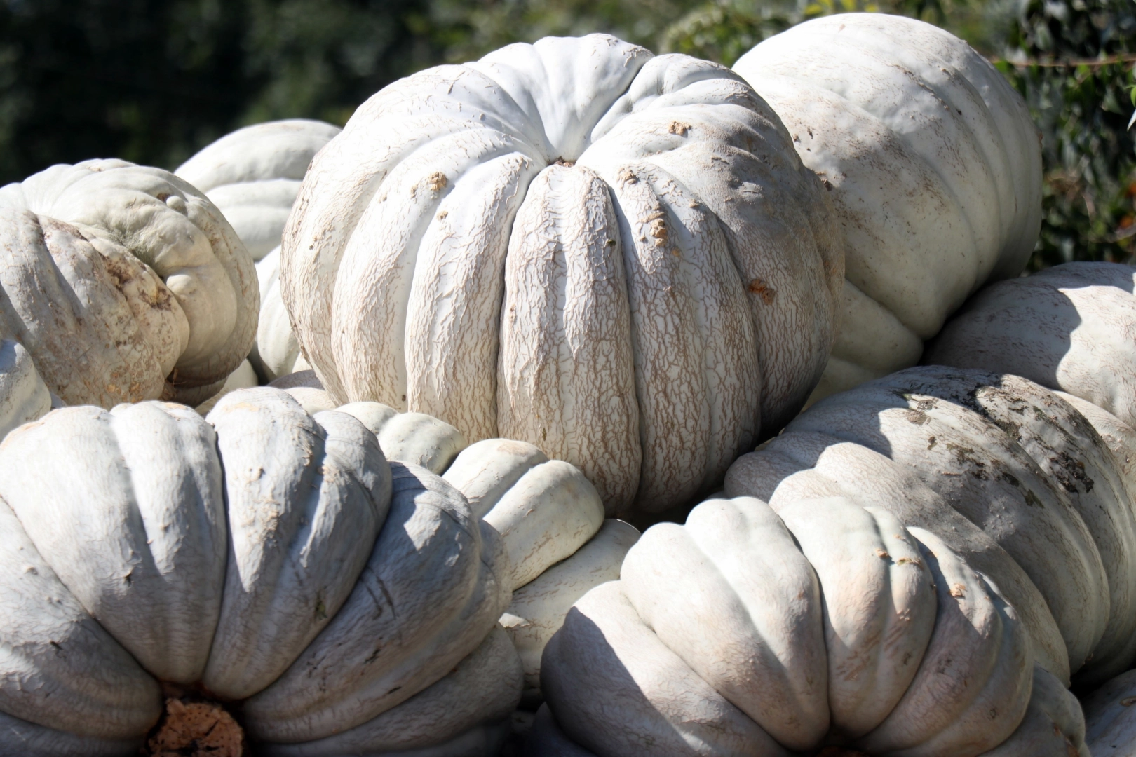 Coğrafi işaretli meşhur Sakarya kabağında hasat zamanı