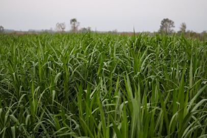 Bu bitkiyle hayvancılıkta yem maliyeti yarıya düşecek