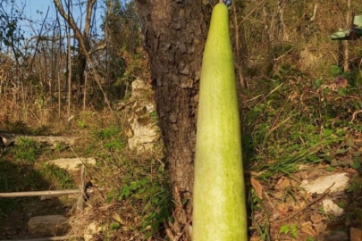 Ordu'da 90 santimetrelik kabak yetiştirildi