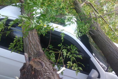 Meteoroloji uyarmıştı!  Ağaçlar dayanamadı