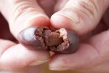 Sabahları 3 zeytin çekirdeği yutun, bir ömür rahat olun...