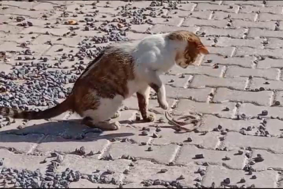 Yılanı gözüne kestiren kedi savaşın galibi oldu