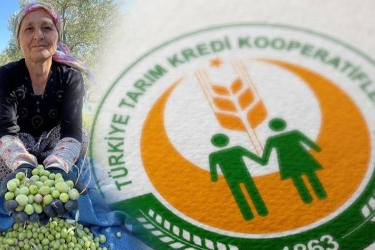 Zeytin üreticisini üzen haber! Üreticiler isyanda! Tarım Kredi ortaklarının zeytinlerini almadı