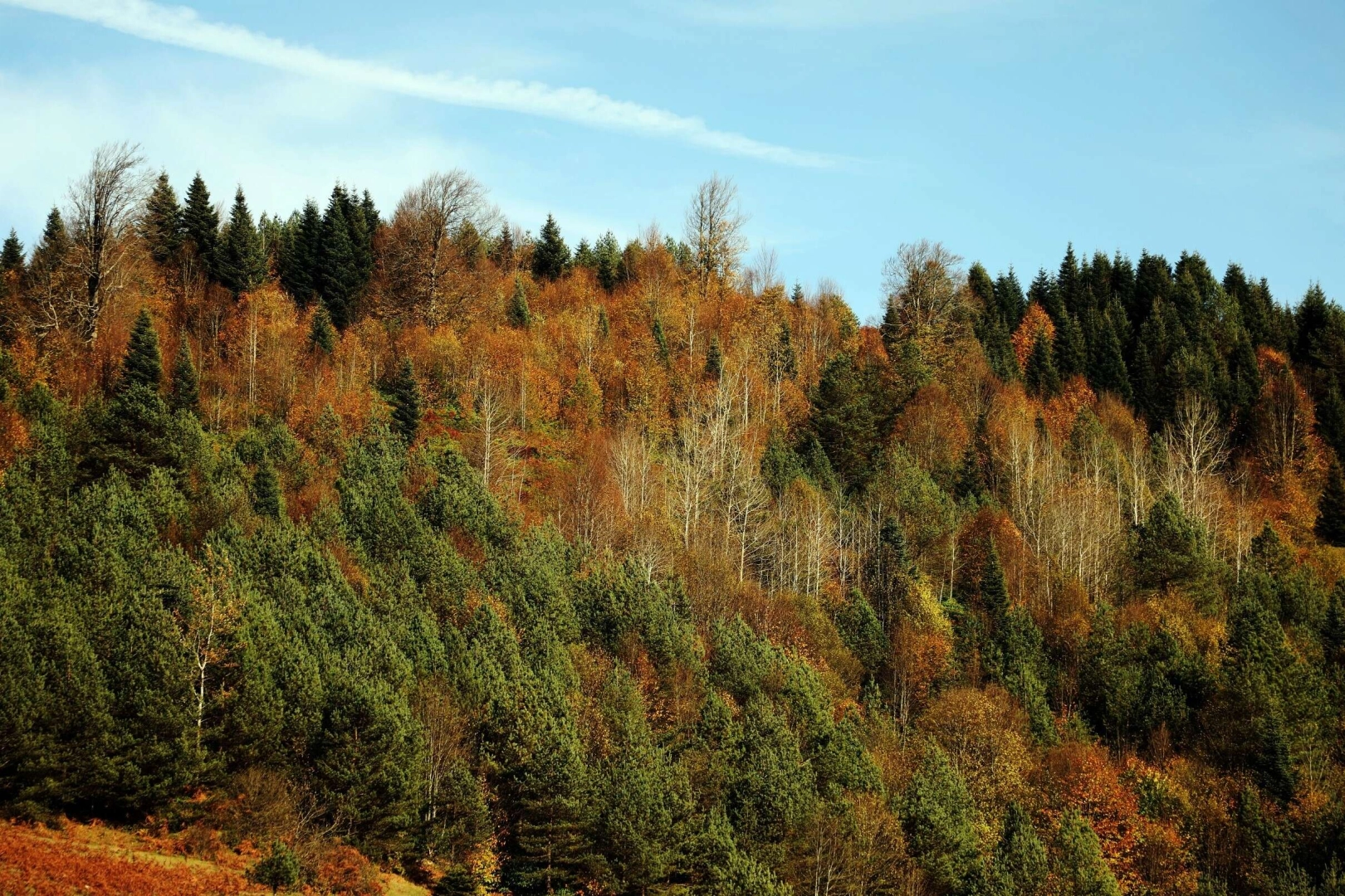 İstanbul'un yanı başında: Eşsiz manzara, bol oksijen