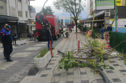 Devrilen ağacın altında kalmaktan son anda kurtuldu