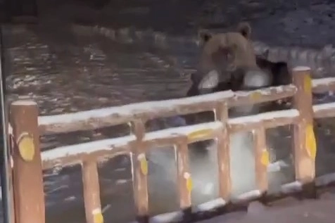 Kış uykusuna yatamayan ayılar, günübirlikçilere saldırdı
