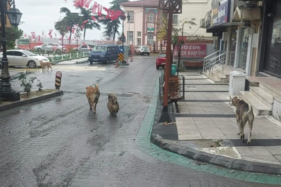Depremden hemen sonra sokakta çok sayıda köpek gözlendi