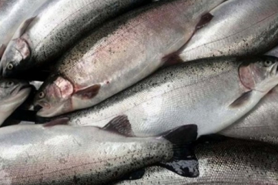 Türk somonu ihracatı yüzde 41 arttı