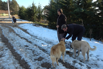 Din Görevlileri Derneği  sokak hayvanlarını unutmadı