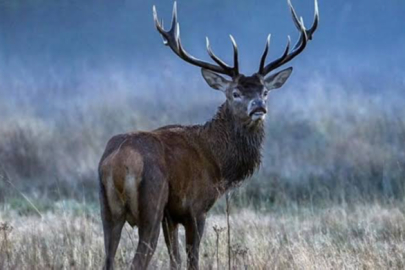 ZOMBİ GEYİK HASTALIĞI KORKUTTU!