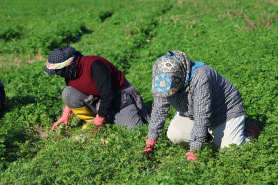 İnsanlar zehirlenmesin diye işçiler günlerce mesai yapıyor