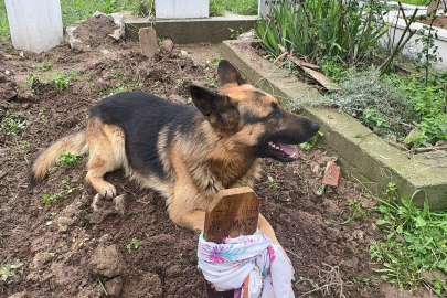 Evladı gibi baktığı köpeği 52 gündür mezarından ayrılmıyor