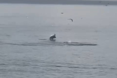 Bursa'da yunus balıklarından şov