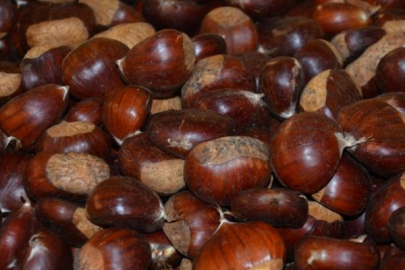 Kestane ithalatına yakın takip