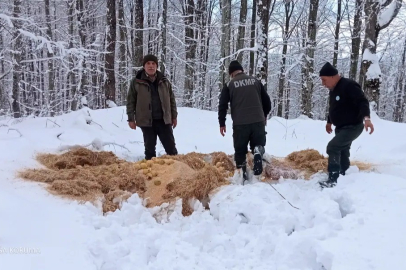 Yaban hayvanları için doğaya yem bırakıldı