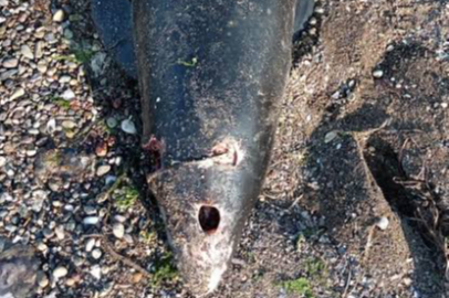 Bursa’da ölü yavru yunus balığı karaya vurdu