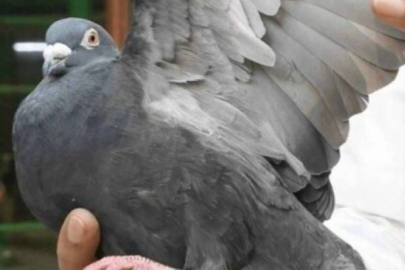 Hindistan'ın casusluk suçlamasıyla gözaltına aldığı güvercin serbest bırakıldı