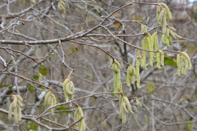 Fındıkta rekolte kaybı yaşanabilir mi?