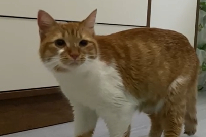 Sokak kedisinin yuttuğu saç tokası operasyonla çıkarıldı!