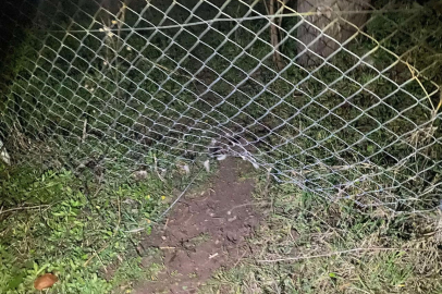 Kaybolan 10 küçükbaş hayvanı jandarma buldu