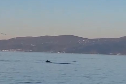 Yunus balıklarının dansı kamerada