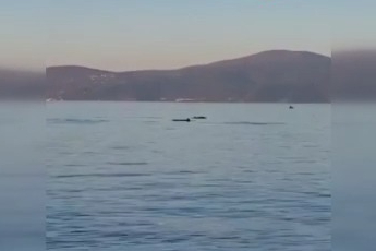 Yunus balıklarının dansı kamerada