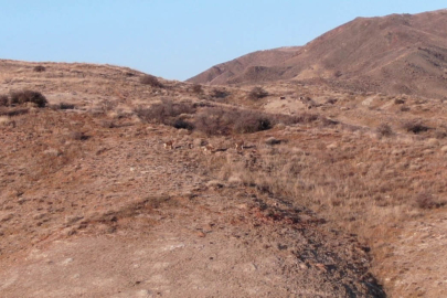 Kayaların usta tırmanıcıları sürü halinde görüntülendi