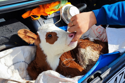 Bagajda tedavi gören buzağı yüzleri gülümsetti