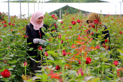 Gül serada 25, çiçekçide 100-150 lira