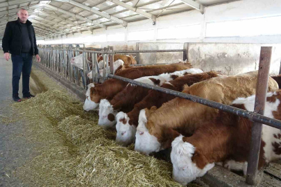 İneklere klasik müzik dinletip süt verimini artırdı