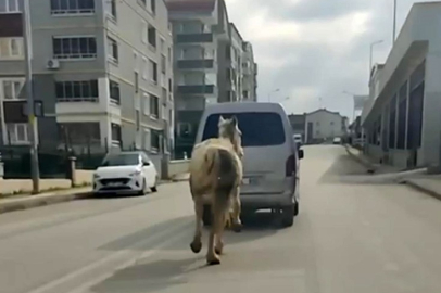 Bursa’da tepki çeken görüntü: Atı aracın arkasına bağlayıp koşturdu