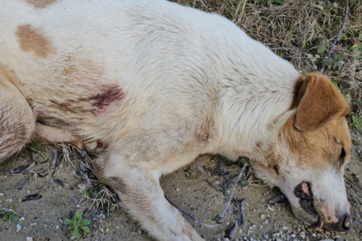 Dehşet veren olay: 10 köpeği uyuşturup araziye attılar