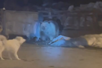 Kış uykusundan uyandı, çöpleri böyle devirdi