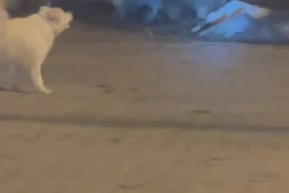 Kış uykusundan uyandı, çöpleri böyle devirdi