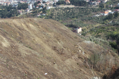 Orman yangınlarında yok olan alanlar yeniden ağaçlandırılıyor