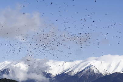 Uludağ’ın eteklerinde leyleklerin dansı böyle görüntülendi