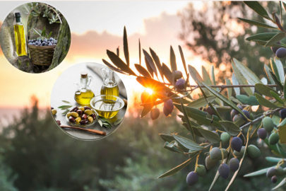 Tirilye zeytini için coğrafi işaret başvurusu