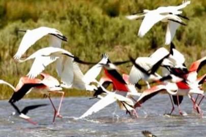 Kuş cenneti havadan görüntülendi, kendine hayran bıraktı