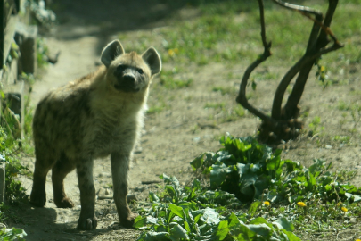Bursa Hayvanat Bahçesi'ne 2 yeni misafir