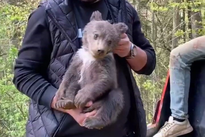 Ormandan şehre inen yavru ayı maskot oldu