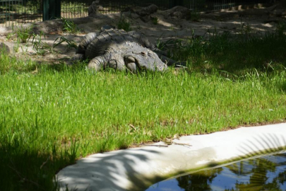 Bursa Hayvanat Bahçesi’ne yeni üye