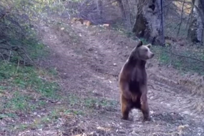 Bozayı ve yavrusunun yemek arayışı fotokapanla görüntülendi