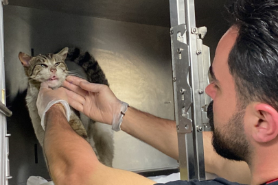 Sokak kedisi, kulağındaki tümörle veteriner hekimin ayağına gitti