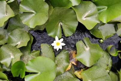 Bu çiçeği koparmanın cezası 387 bin 141 TL