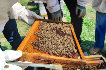 ARI YETİŞTİRİCİLİĞİNE  İLGİ GİDEREK ARTIYOR