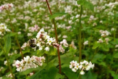 TAHIL ÜRETİMİNDE KALİTE ARAYIŞLARI